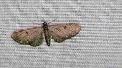 Eupithecia tripunctaria