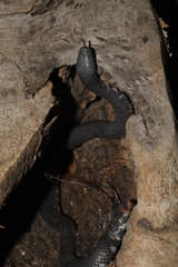Cylindrophis ruffus