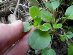 Myosotis pansa pansa