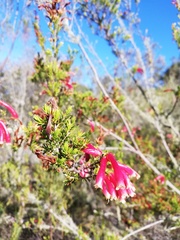 Erica densifolia