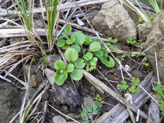 Myosotis pansa pansa