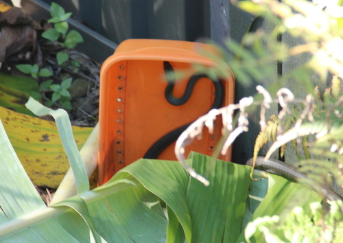 Common Tree Snake sighting