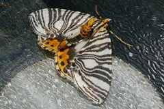 Callabraxas compositata