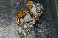 Callabraxas compositata