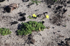 Oxalis compressa compressa