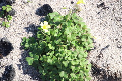 Oxalis compressa compressa