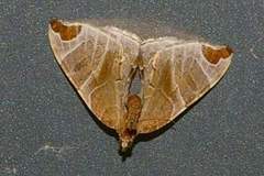 Eulithis ledereri