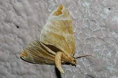 Eulithis ledereri