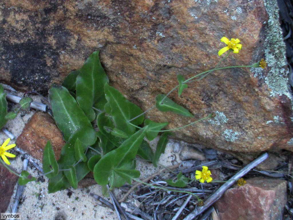 Climbing Babooncabbage