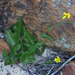 Climbing Babooncabbage - Photo (c) Chris Vynbos, some rights reserved (CC BY-SA), uploaded by Chris Vynbos