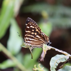 Dodona formosana