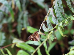 Dodona formosana