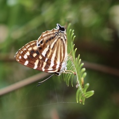 Dodona formosana