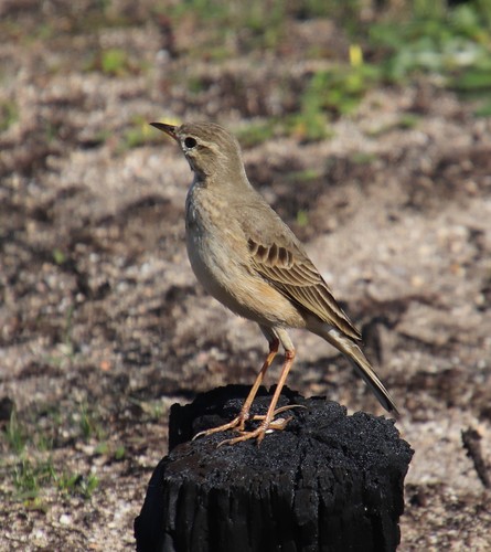 Plain-backed Pipit