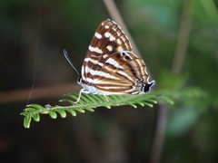 Dodona formosana