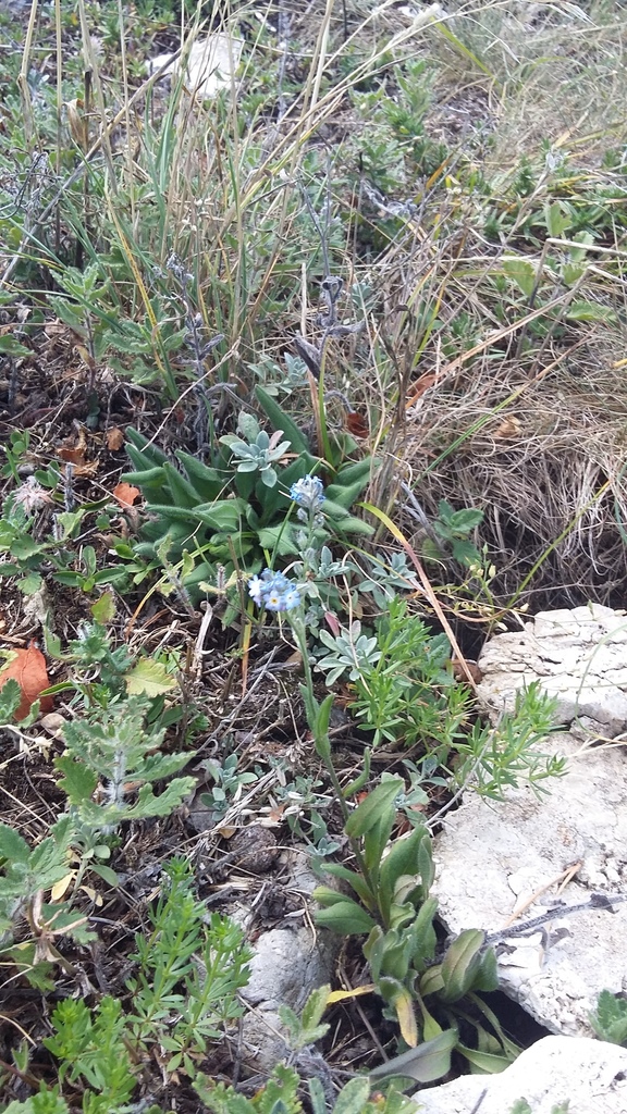 Myosotis popovii