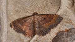 Chrysolarentia microcyma