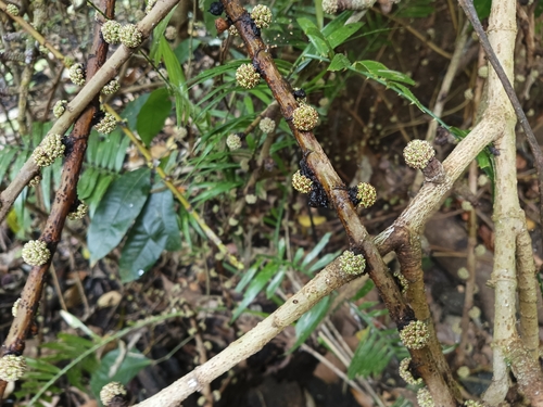 Hagimit (Ficus minahassae)