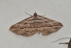 Chrysolarentia severata