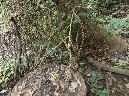 Image of Ficus minahassae by (c) Wilhelm Joshua Tan, some rights reserved (CC BY)