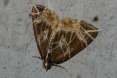 Evecliptopera illitata illitata