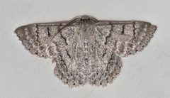 Crypsiphona tasmanica