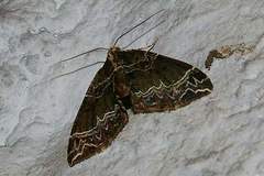 Ecliptopera umbrosaria