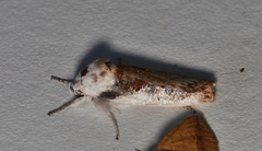 Cryptophasa albacosta