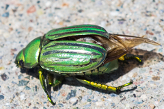 Chrysina gloriosa