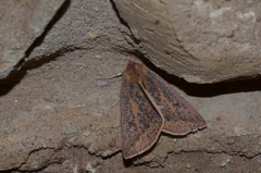 Cycloprorodes melanoxysta