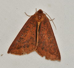 Cycloprorodes melanoxysta