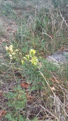 Linaria biebersteinii