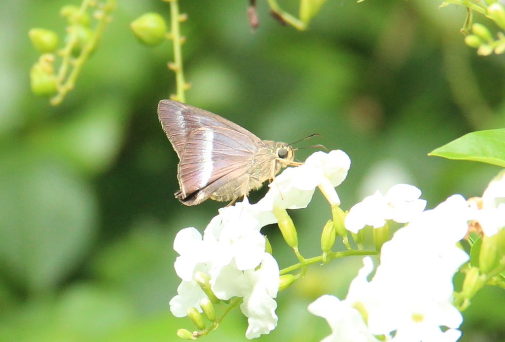 Awl Fall Common Banded Awl in March 2025 by eugeneb10 · iNaturalist