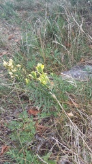 Linaria biebersteinii