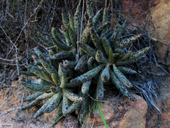 Adromischus filicaulis