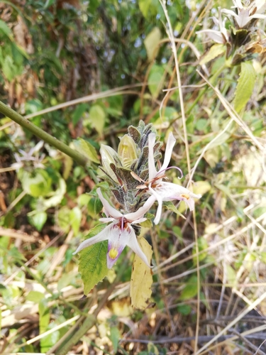 Mellera lobulata