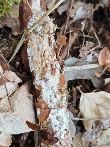 Phanerochaete velutina, 2025-04-12