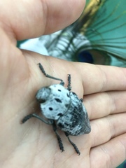 Capnodis miliaris