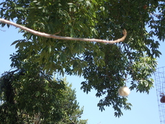 Ceiba speciosa