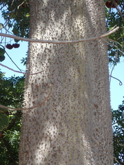 Ceiba speciosa