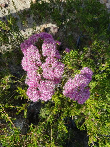 Verticordia brownii, 2020-12-17