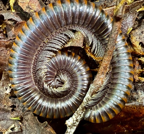 Paeromopus angusticeps photo 4