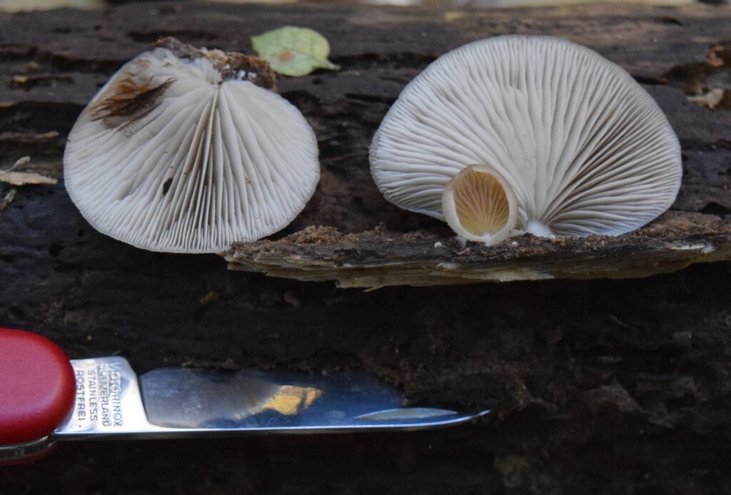 Crepidotus rufidulus