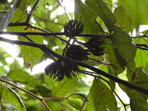 Blepharocarya involucrigera, 2025-04-12
