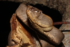 Craspedocephalus puniceus