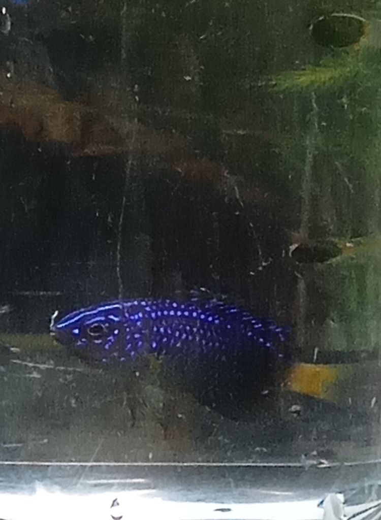 Spot-eared damselfish (Stegastes otophorus) — Pomacentridae