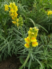 Linaria biebersteinii
