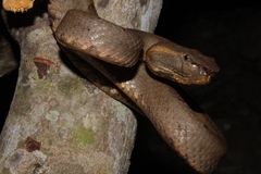 Craspedocephalus puniceus