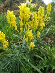Linaria biebersteinii