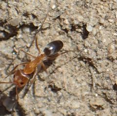 Dorymyrmex bicolor